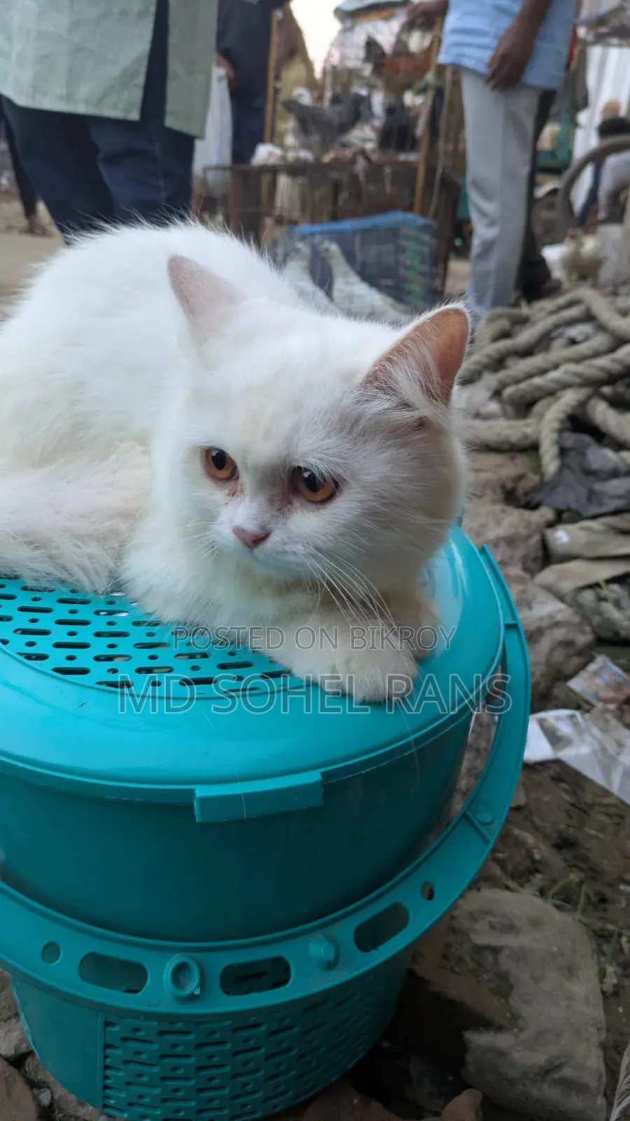 6-12 months Female Purebred Persian