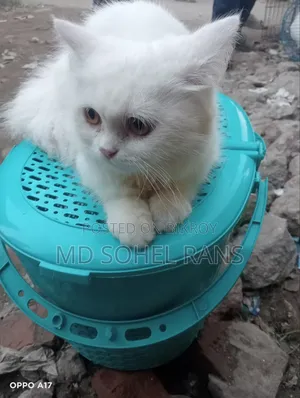6-12 months Female Purebred Persian
