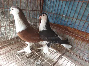 Siraji Pigeon Pair
