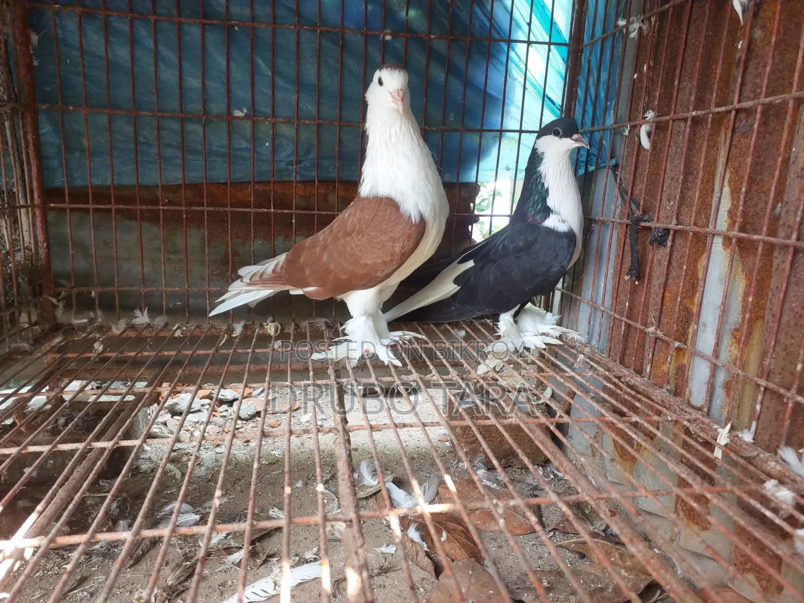 সিরাজি কৌতুর জোড়া