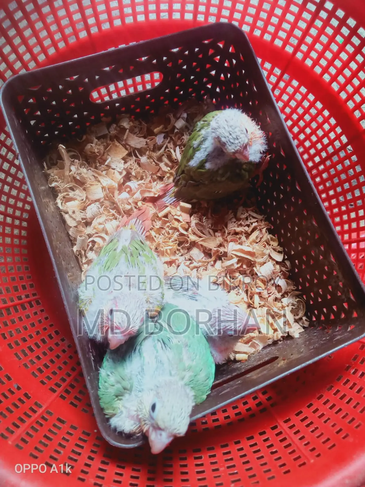 পাইনাপেল কুনুরের বাচ্চা
