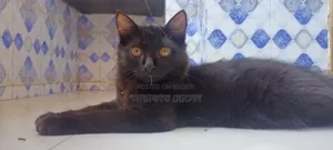 ৩-৬ মাসের মাদি মিক্স ব্রিড পার্সিয়ান