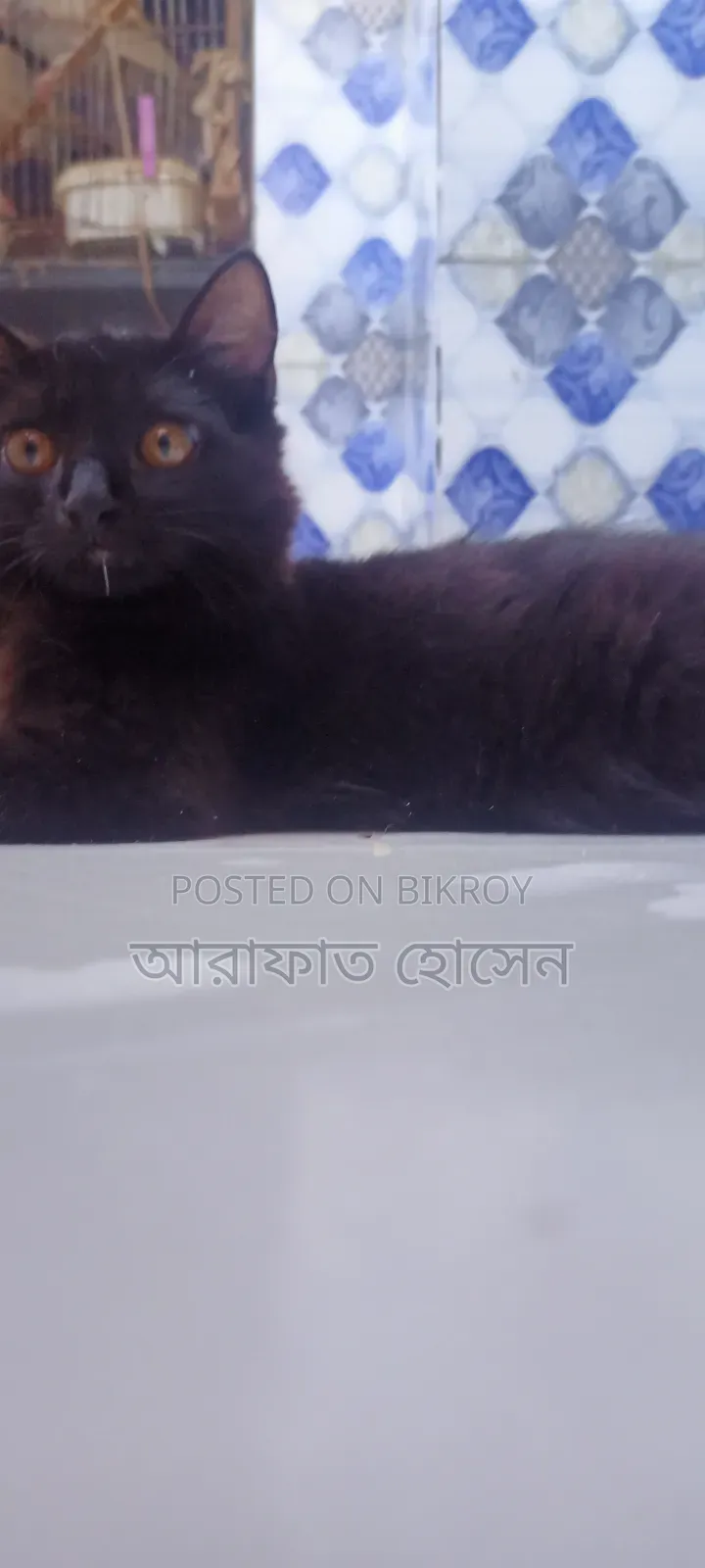 ৩-৬ মাসের মাদি মিক্স ব্রিড পার্সিয়ান