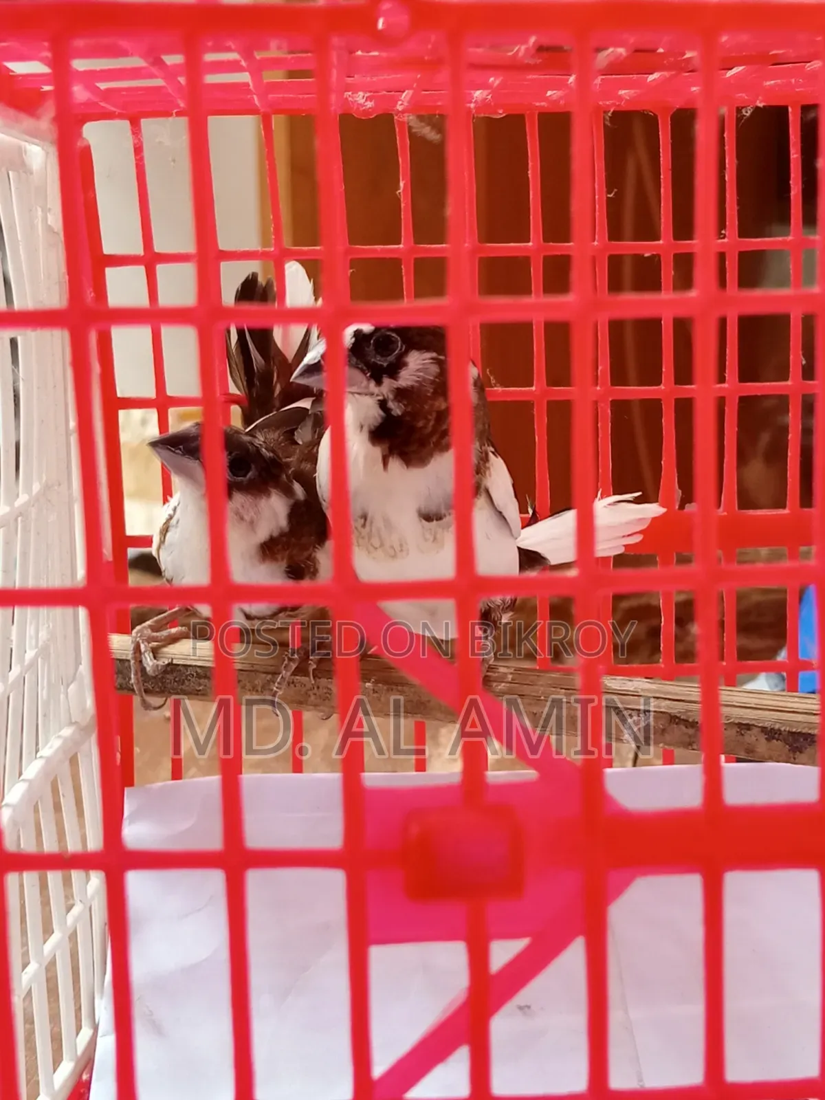 Two Bengali Finch Birds for Sale