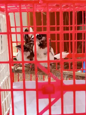 দুইটা বেঙ্গলি ফিঞ্চ পাখি বিক্রি হবে