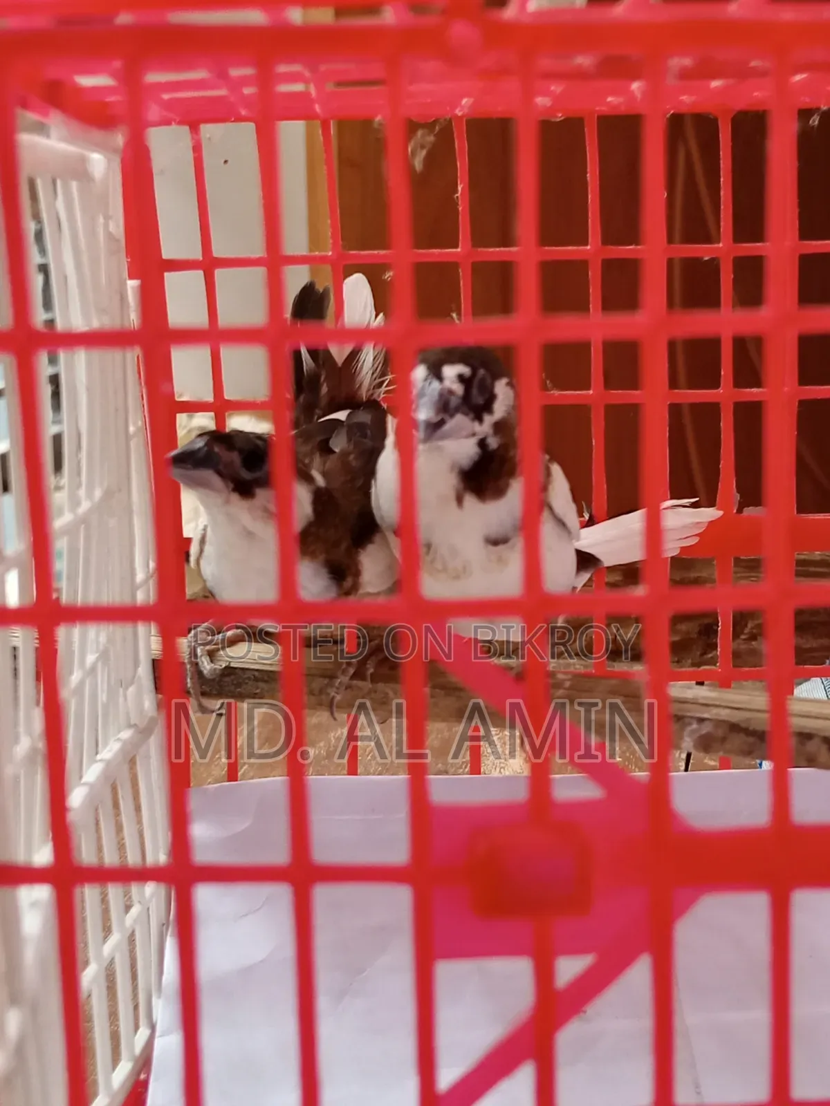 Two Bengali Finch Birds for Sale