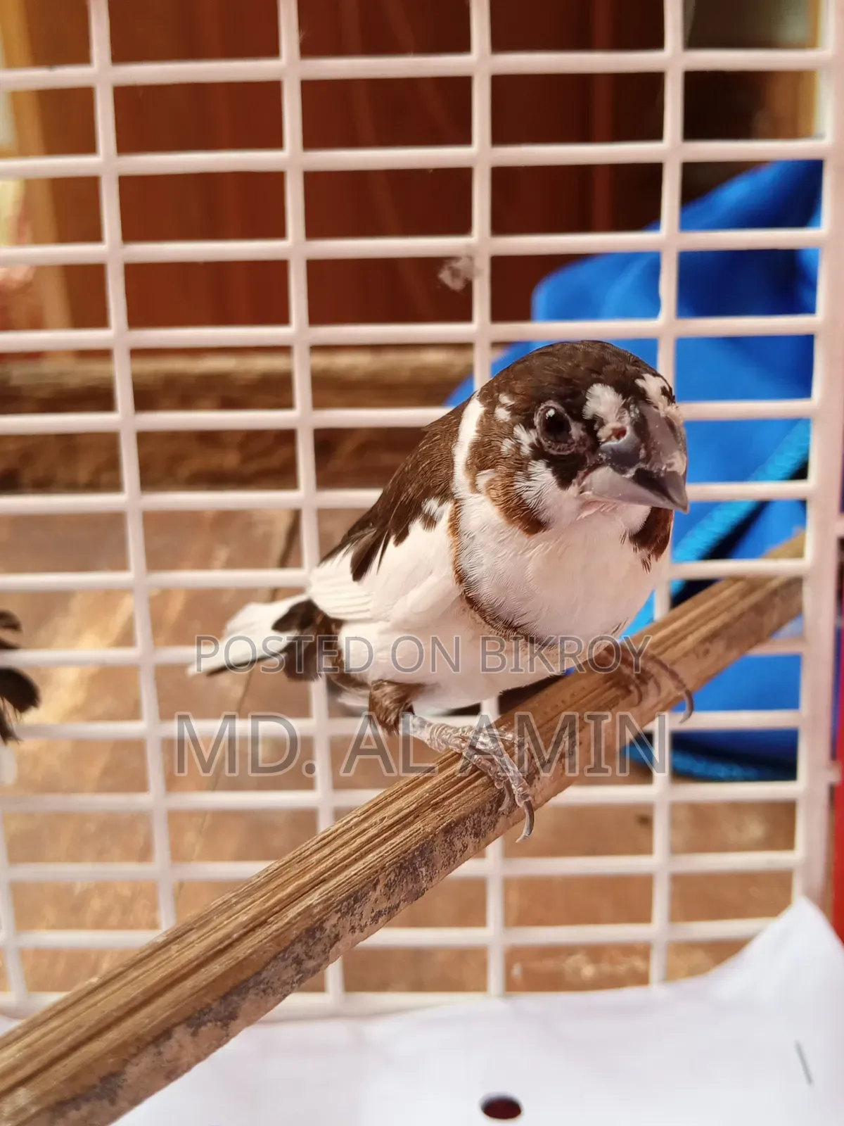 Two Bengali Finch Birds for Sale