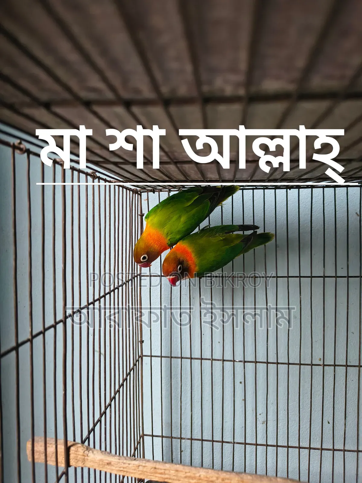 Lovebird Sell