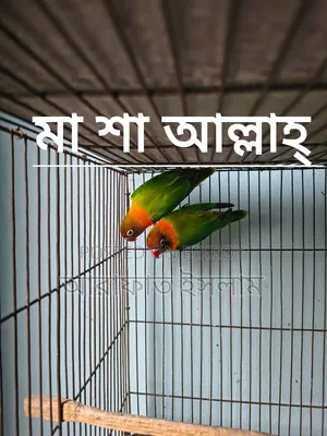 Lovebird Sell