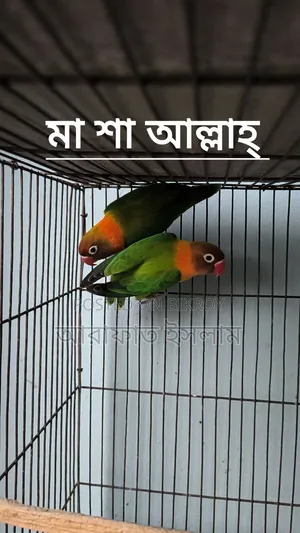 Lovebird Sell