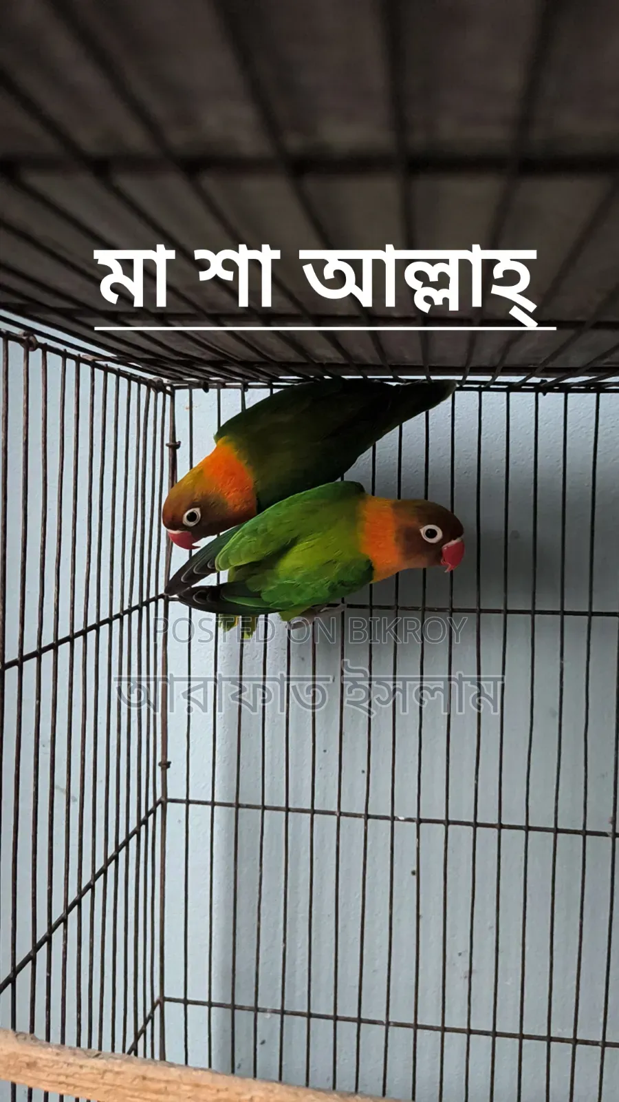 Lovebird Sell