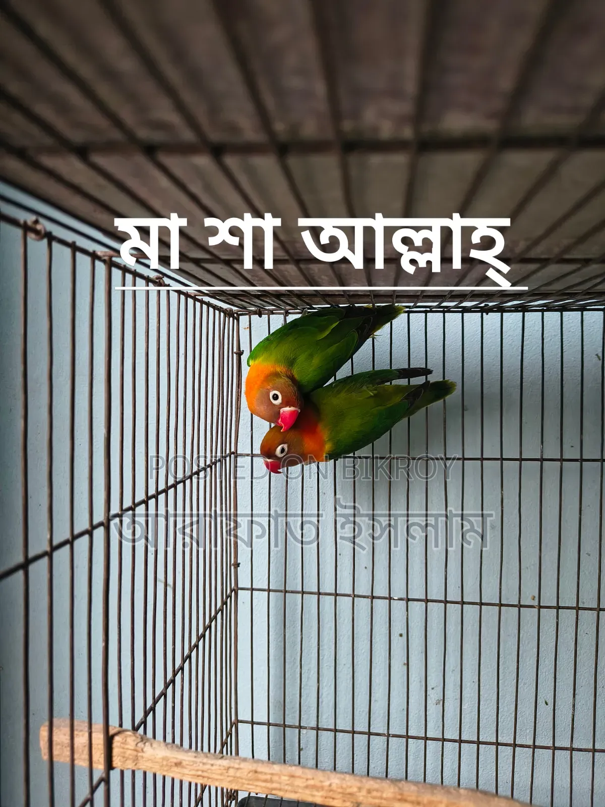 Lovebird Sell
