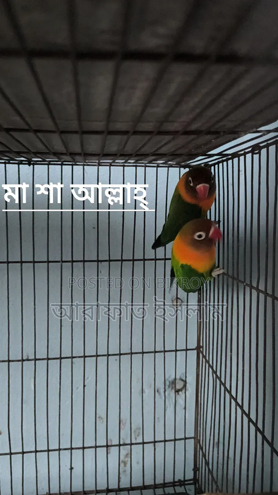 Lovebird Sell