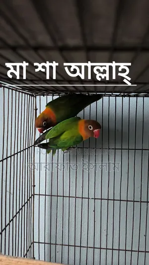 Lovebird Sell