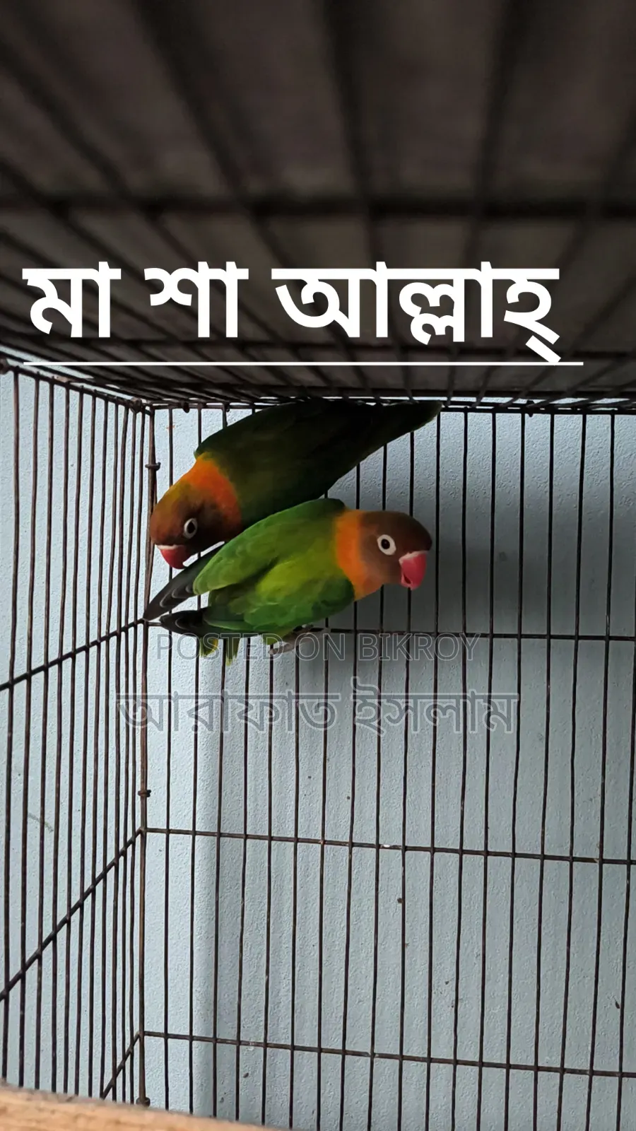 Lovebird Sell