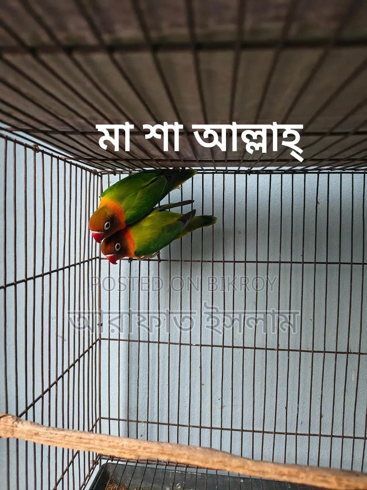 Lovebird Sell