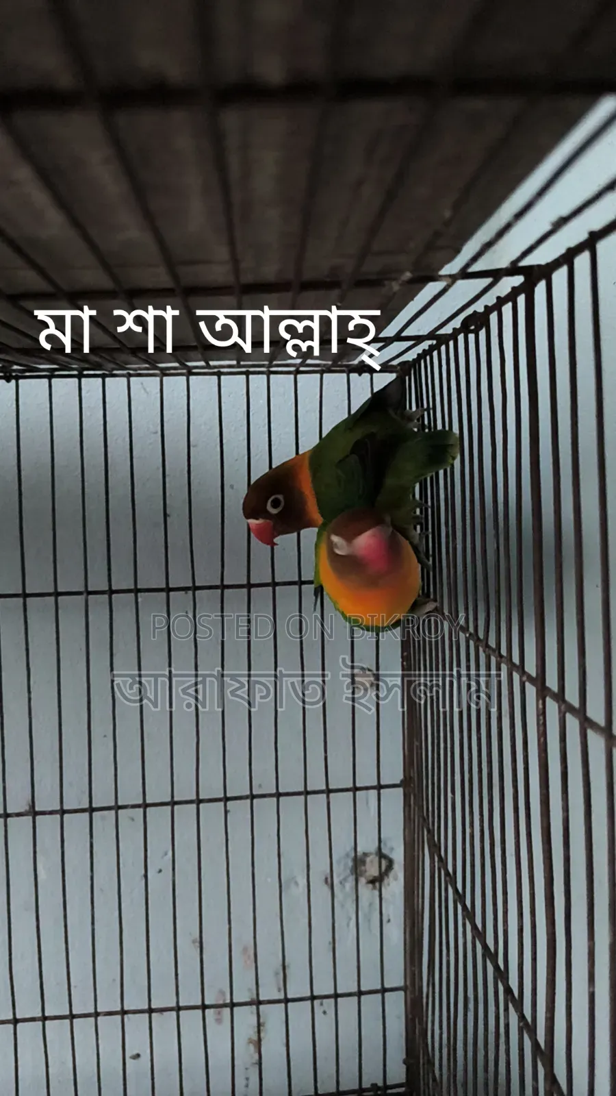 Lovebird Sell