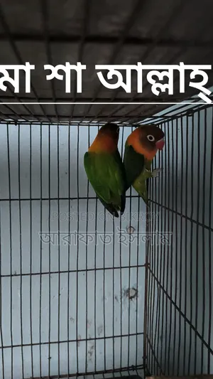Lovebird Sell