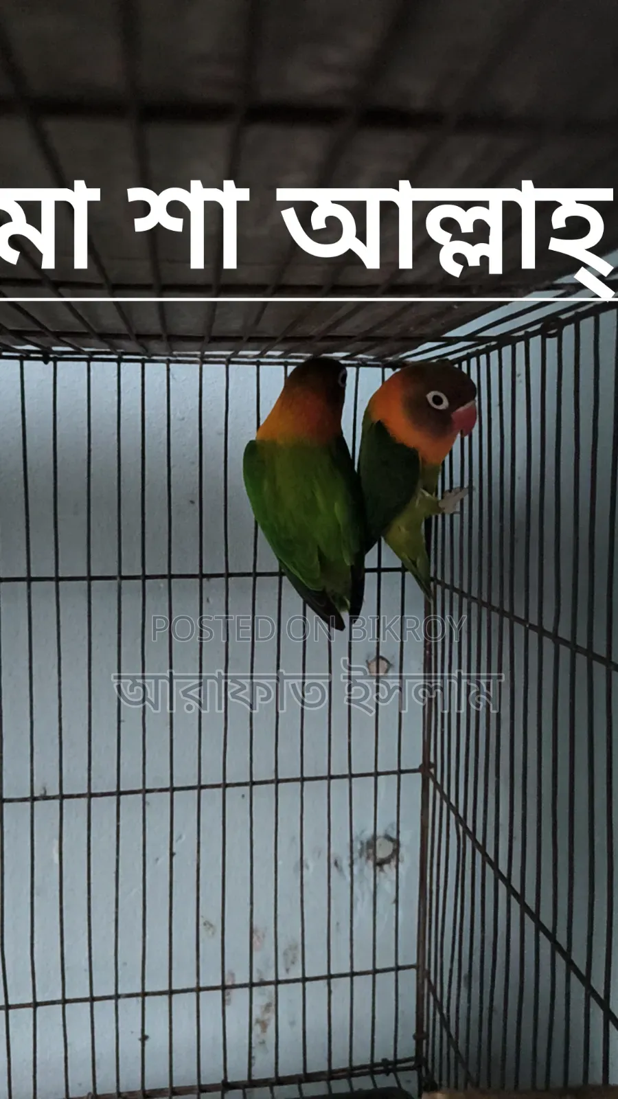Lovebird Sell