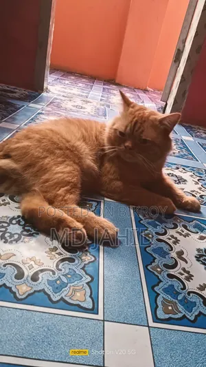 ৬-১২ মাস বয়সী পুরুষ বিশুদ্ধ পার্সিয়ান