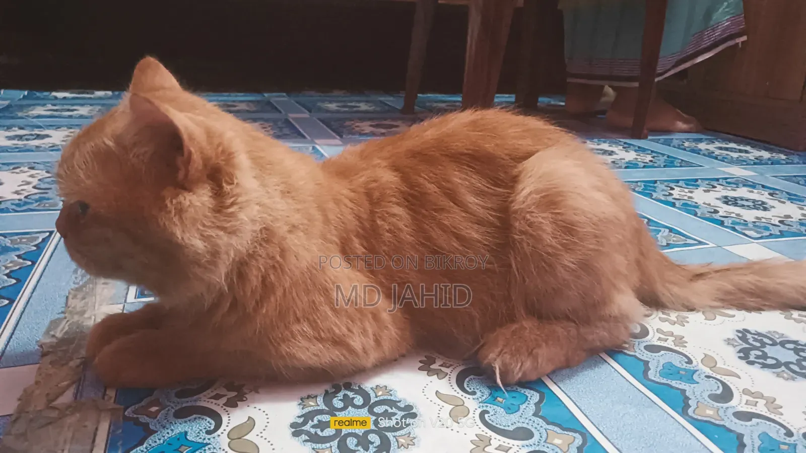 ৬-১২ মাস বয়সী পুরুষ বিশুদ্ধ পার্সিয়ান