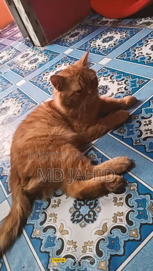 ৬-১২ মাস বয়সী পুরুষ বিশুদ্ধ পার্সিয়ান
