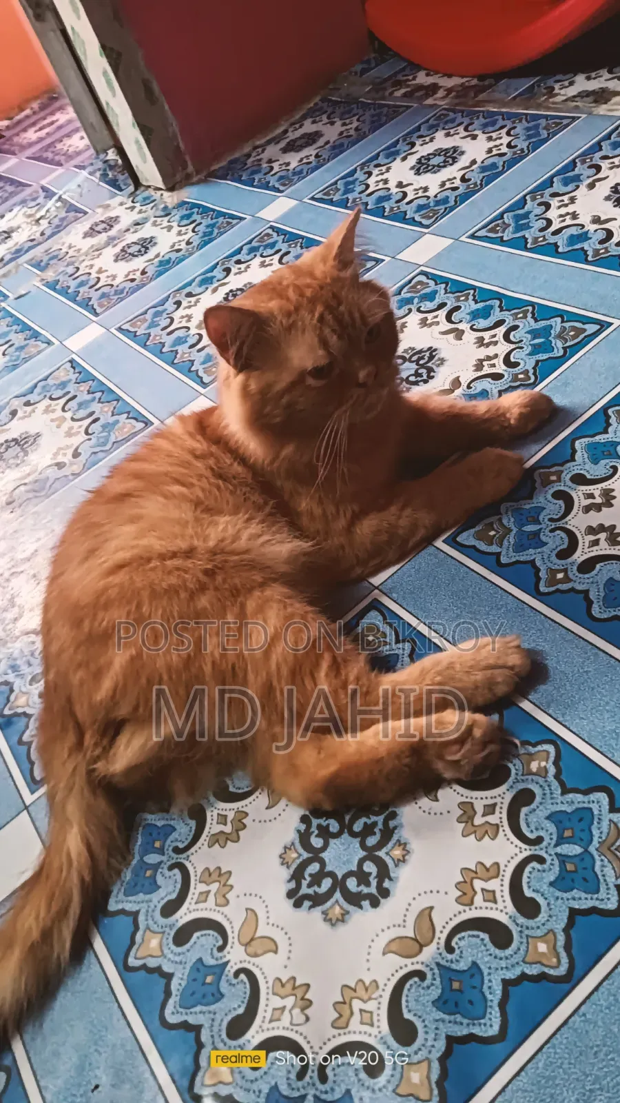 ৬-১২ মাস বয়সী পুরুষ বিশুদ্ধ পার্সিয়ান