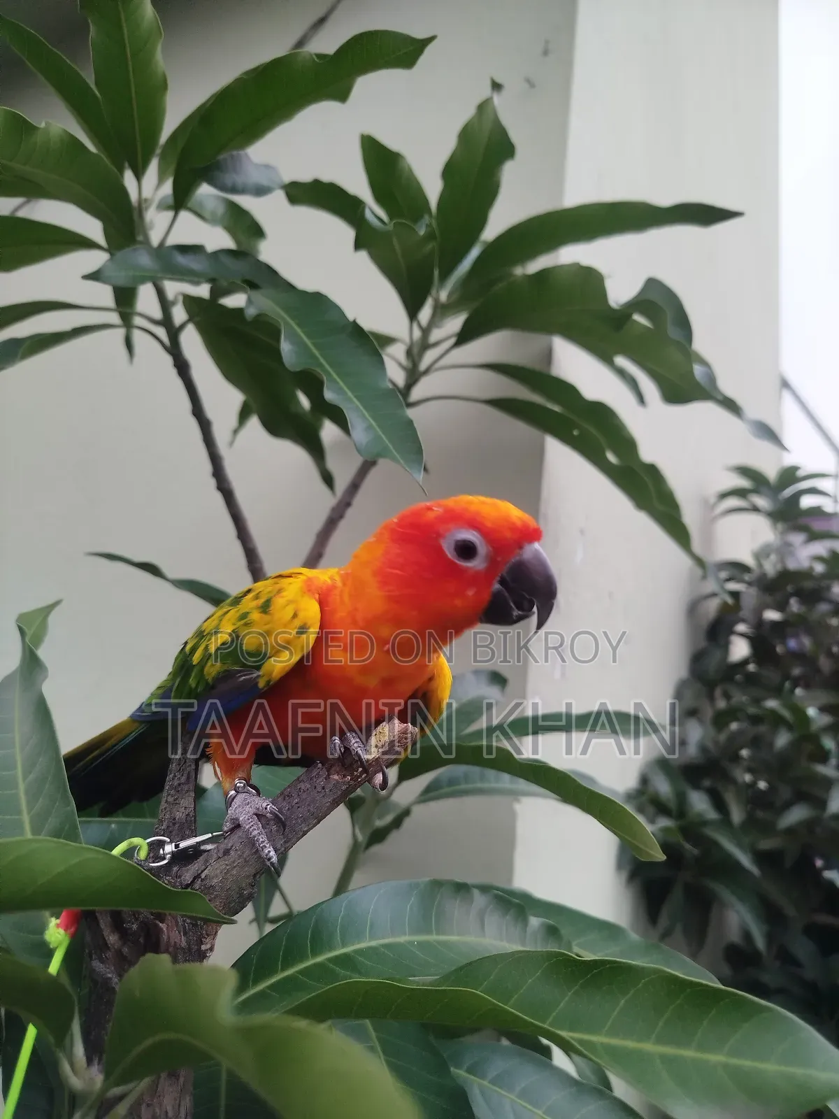 Hyper Red Sun Conure