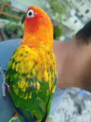 Hyper Red Sun Conure