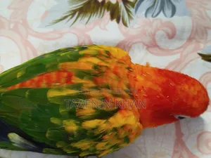Hyper Red Sun Conure