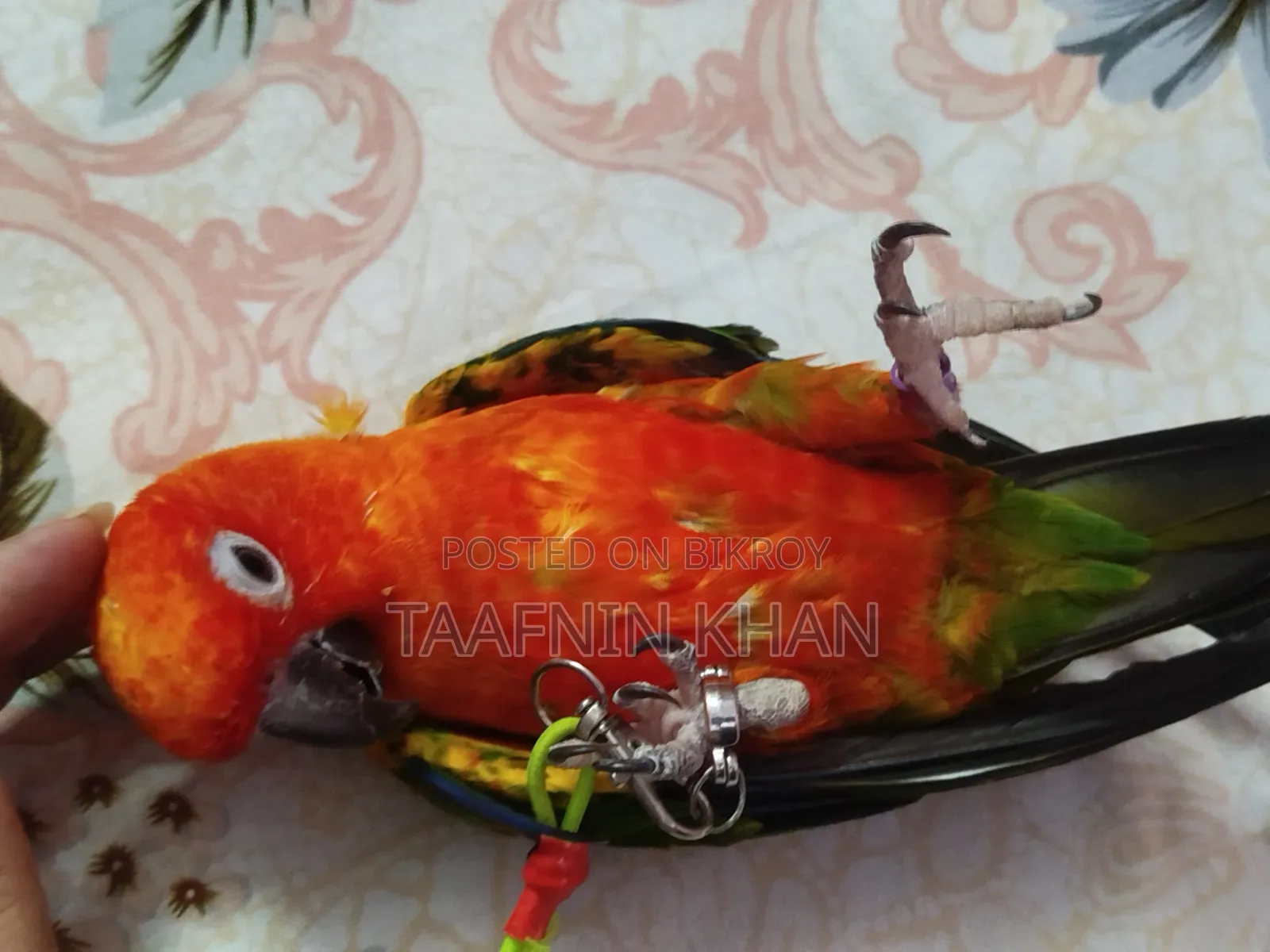 Hyper Red Sun Conure