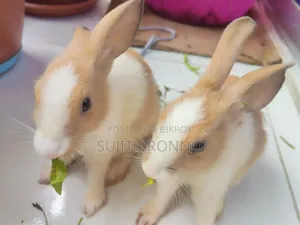 খুব সুন্দর এক জোরা খরগোশের বাচ্চা