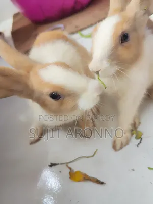 খুব সুন্দর এক জোরা খরগোশের বাচ্চা
