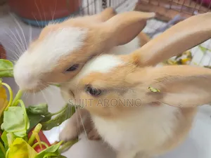 খুব সুন্দর এক জোরা খরগোশের বাচ্চা