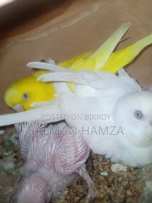 বাজিগর বার্ড সেল