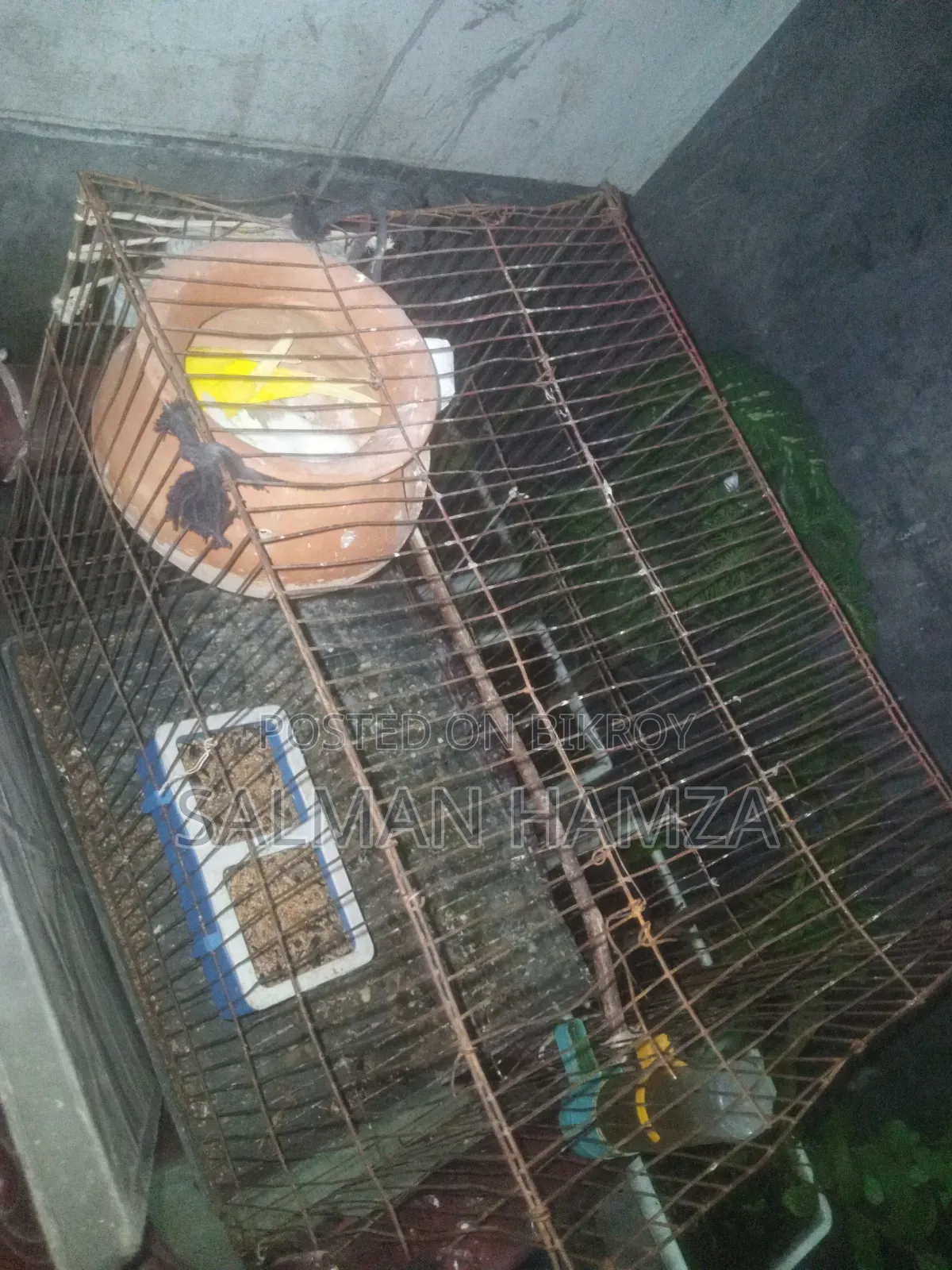 বাজিগর বার্ড সেল