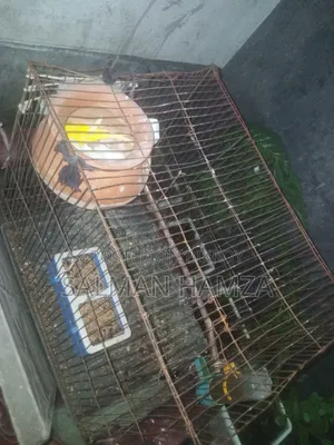 বাজিগর বার্ড সেল