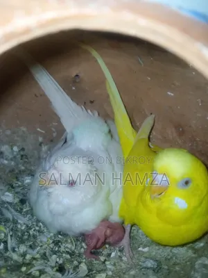 বাজিগর বার্ড সেল