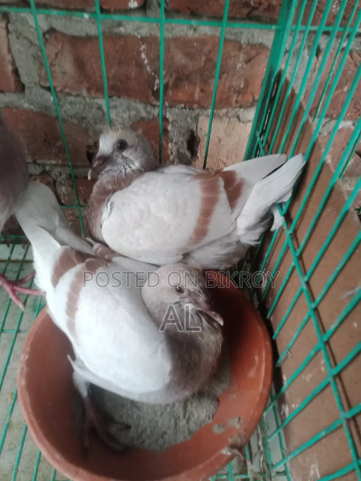 For Sale