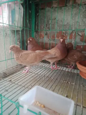 For Sale