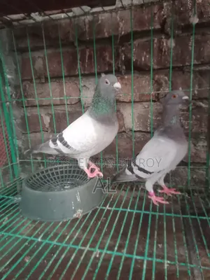 For Sale