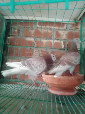 For Sale