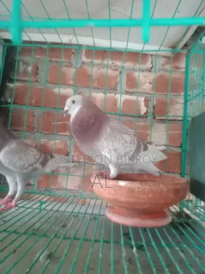 For Sale