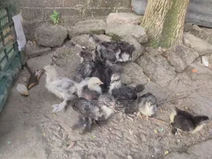 Cochin Chickens for Sale