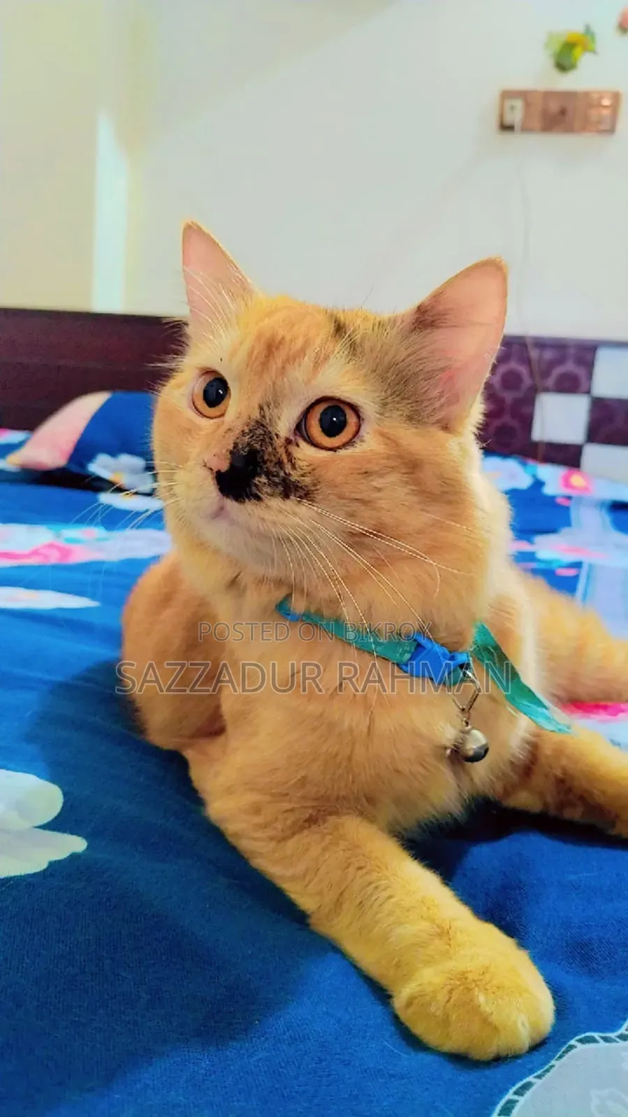 ১+ বছরের পুরুষ মিশ্র জাতের পার্সিয়ান