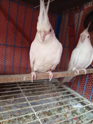 অ্যালবিনো কোকাটেল রানিং পেয়ার
