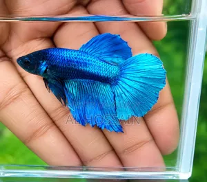 Betta Fish Fighter Fish