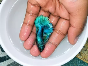 Betta Fish Fighter Fish