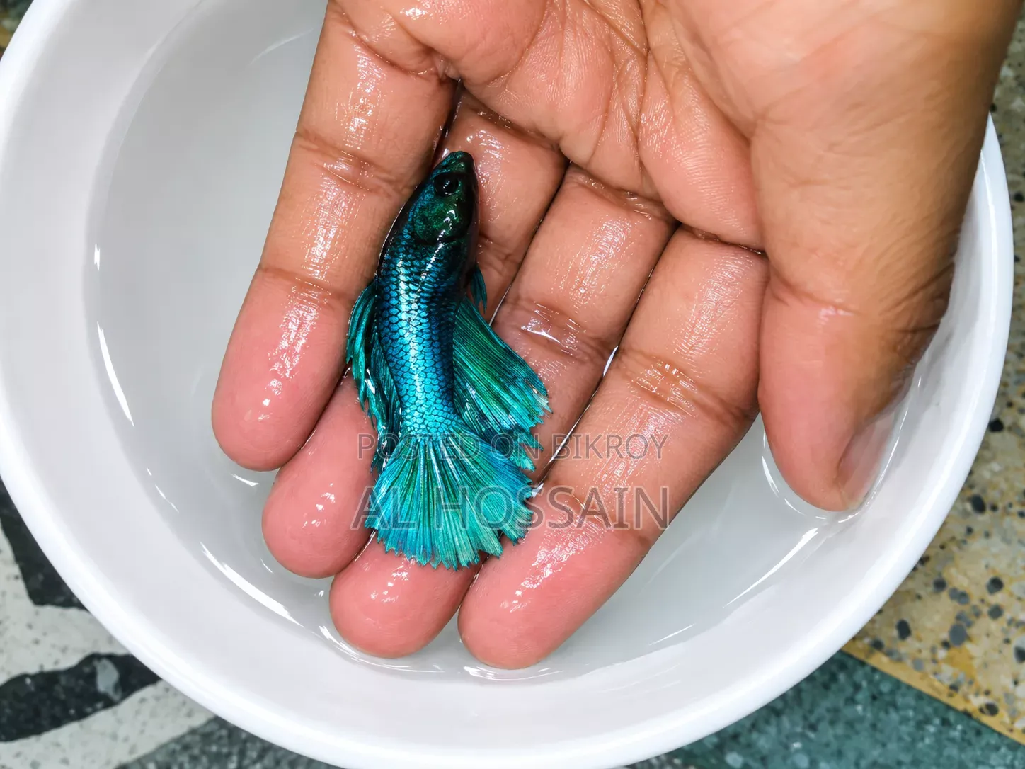 Betta Fish Fighter Fish
