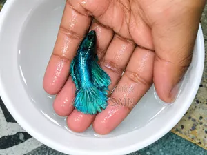 Betta Fish Fighter Fish
